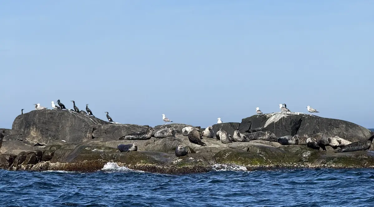 Sälsafari M/S Kastor -laivalla — Kastor Boat Trips, Göteborg