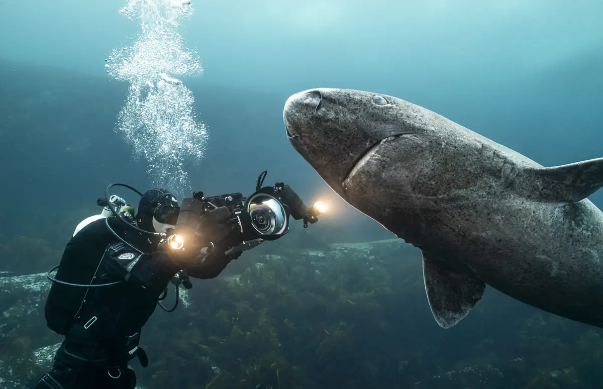 Sharks, Camera, Action! — Sjöfartsmuseet Akvariet, Gothenburg