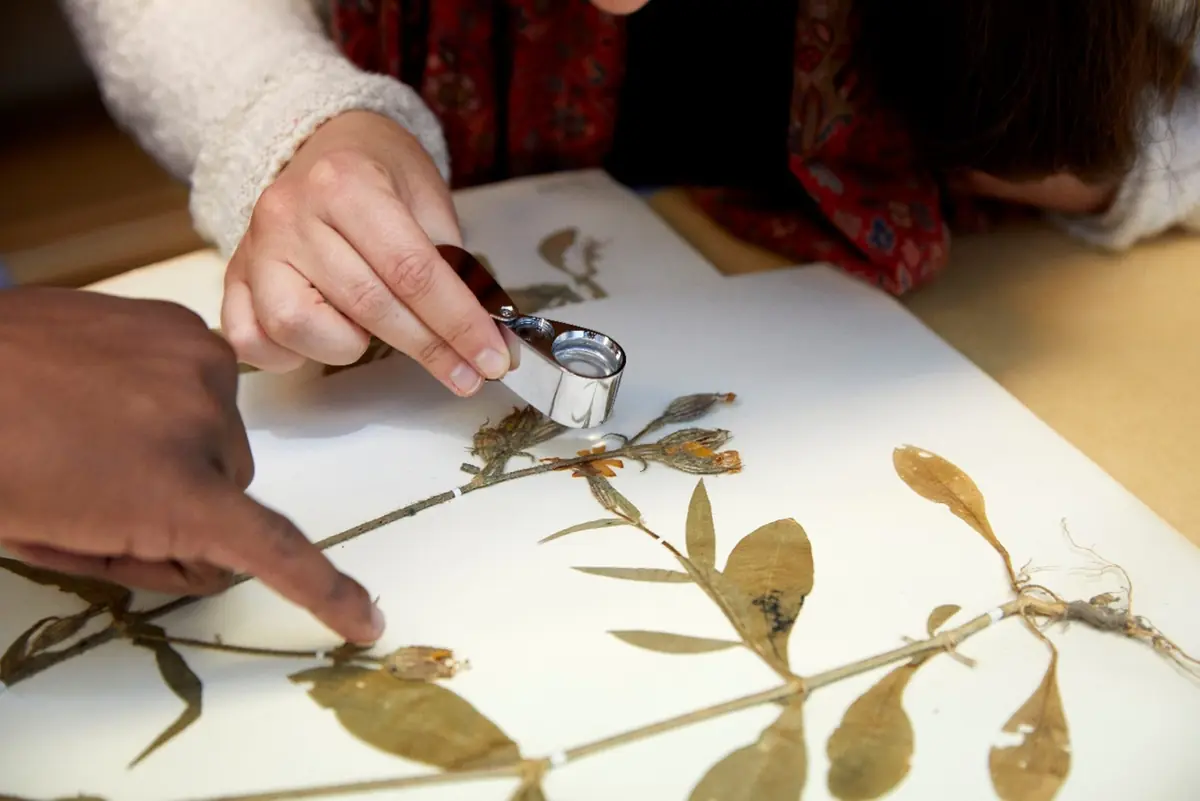 The Hidden Treasures of the Herbarium — Botaniska trädgården, Gothenburg