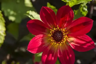 Mangfoldet i Asteraceae