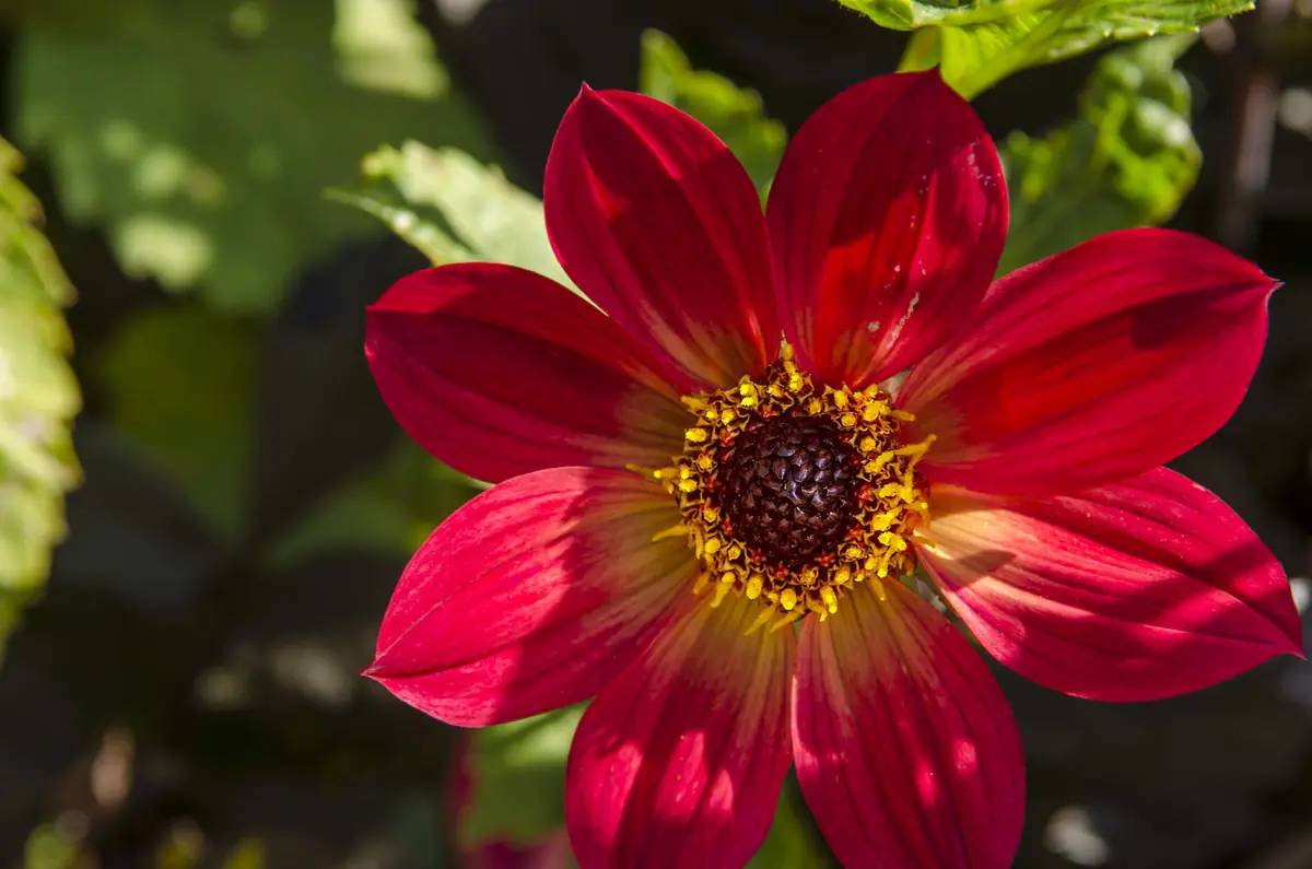 Asteraceae-perheen monimuotoisuus — Botaniska trädgården, Göteborg