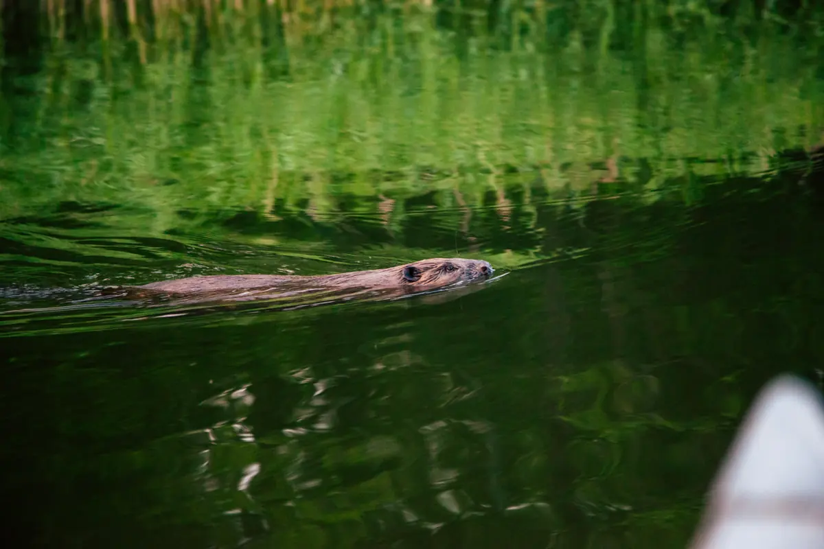 Beaver Safari by Canoe in Stockholm's Archipelago — Skärgårdens Kanotcenter, Vaxholm