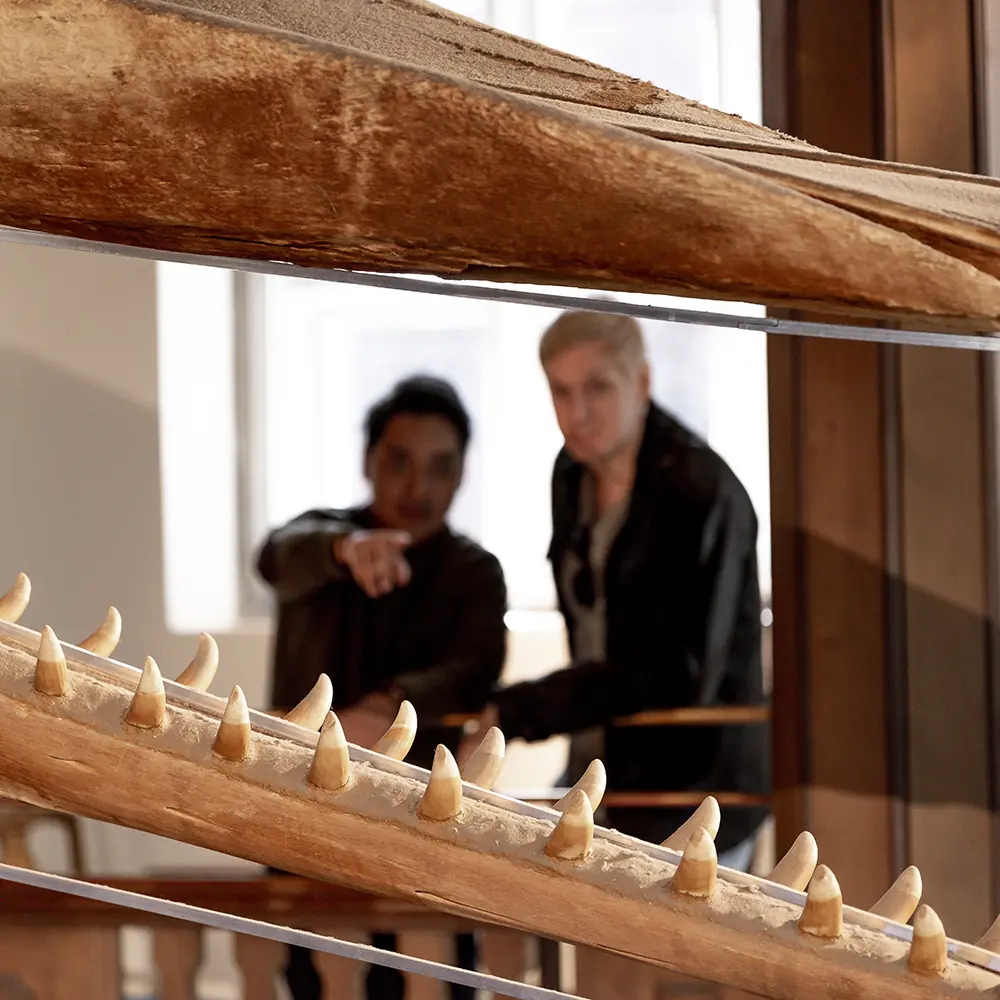 Summer Guided Tours — Göteborgs Naturhistoriska Museum, Gothenburg