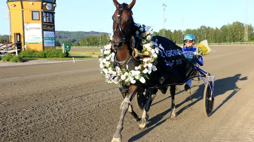 Sommartravet Solänget — Solänget, Själevad