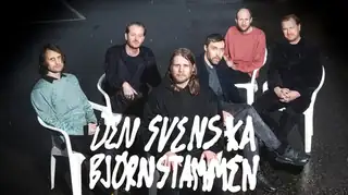Den svenska björnstammen