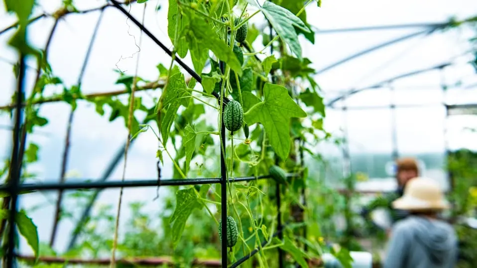 Year-Round Greenhouse Growing - How We Did It — Kunskapsparken Brunnshög, Lund