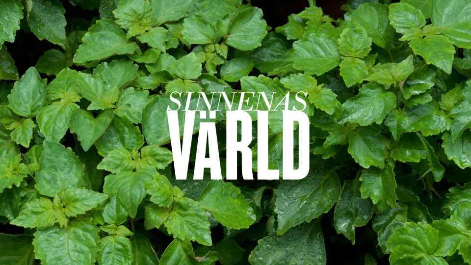 With the Scent of Patchouli — Medelhavsmuseet, Stockholm