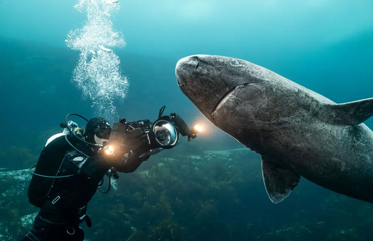 Sharks, Camera, Action! — Sjöfartsmuseet Akvariet, Göteborg