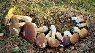 Грибная прогулка в Энггордсбергене