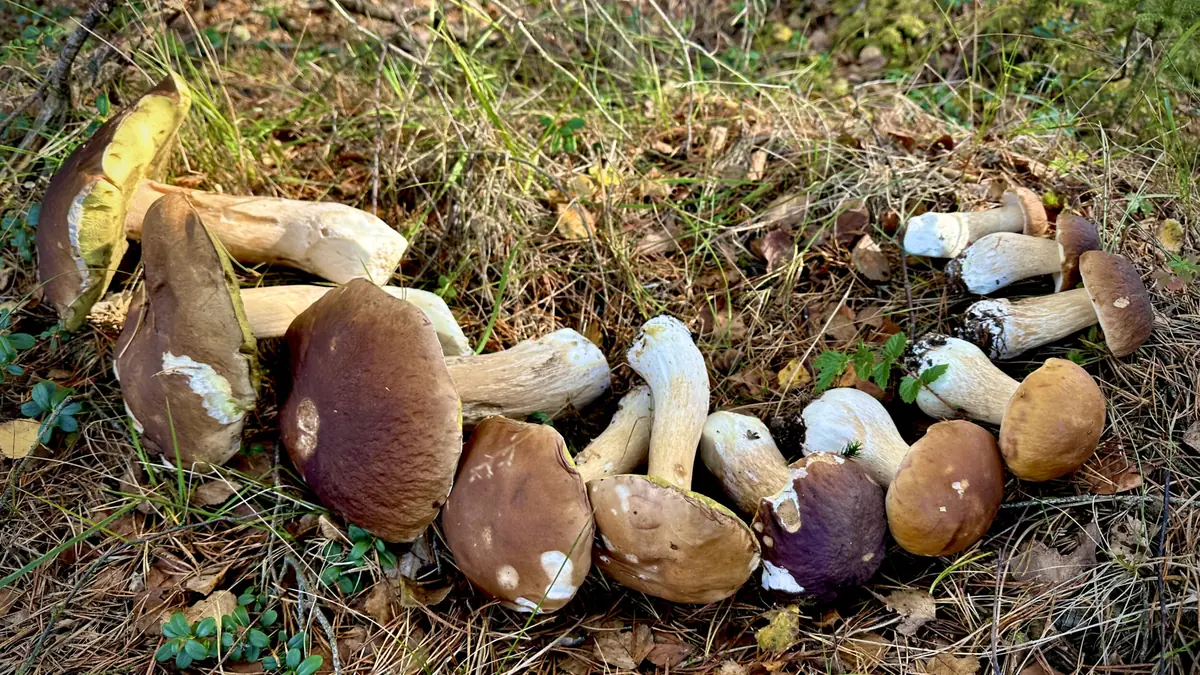 Mushroom Walk in Änggårdsbergen — Botaniska trädgården, Gothenburg