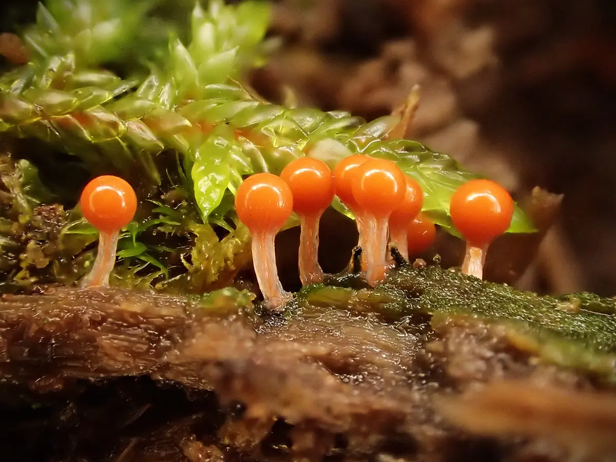 Slemmiga svampar och dess unika livsform — Botaniska trädgården, Göteborg