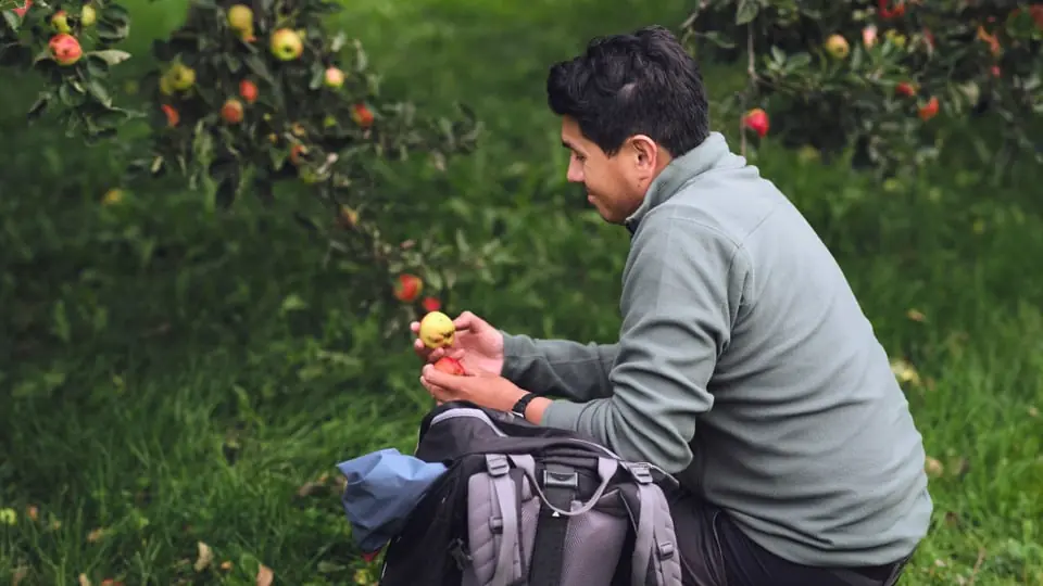 Themed Tour of the Apple Orchards — Skoklosters slott, Skokloster