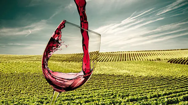 16/9 Wine Tasting - Portugal's Unique Grape Varieties — Porter Pelle, Gothenburg