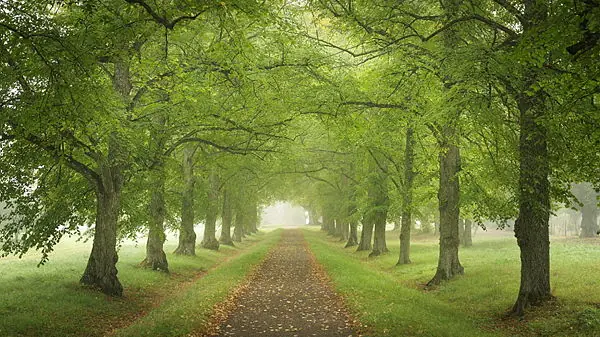 Themed Tour of the Linden Alleys — Skoklosters slott, Skokloster