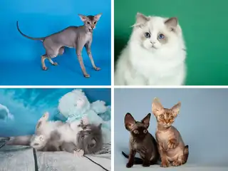 International Cat Exhibition