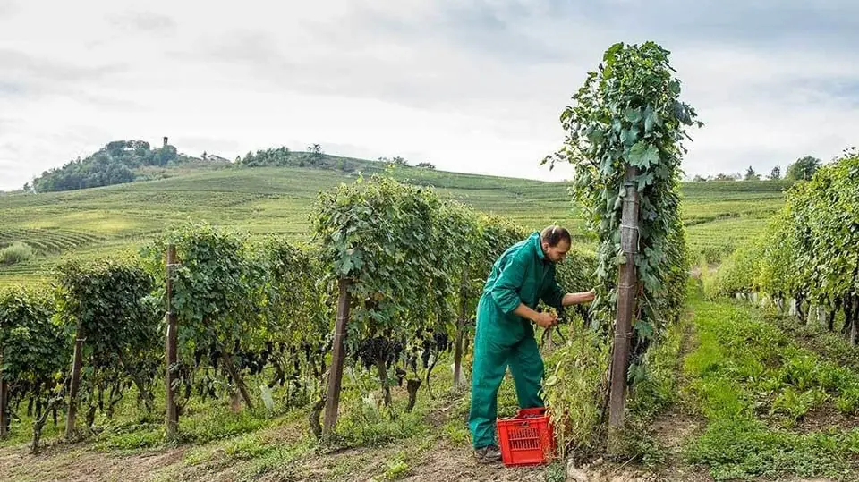 Exclusive Wine Tasting - Diego Morra, Piedmont — Carlsson På Kajen, Västerås