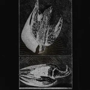 Feversea — Kafé 44, Stockholm