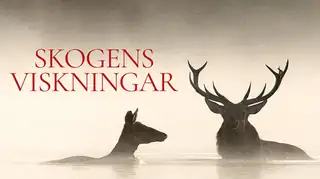 Skogens viskningar (Halv pris!) (Sv. txt)