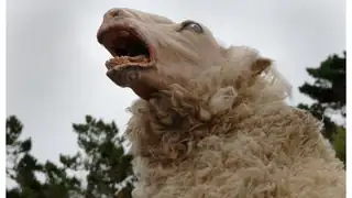 Black Sheeps - Opening Film
