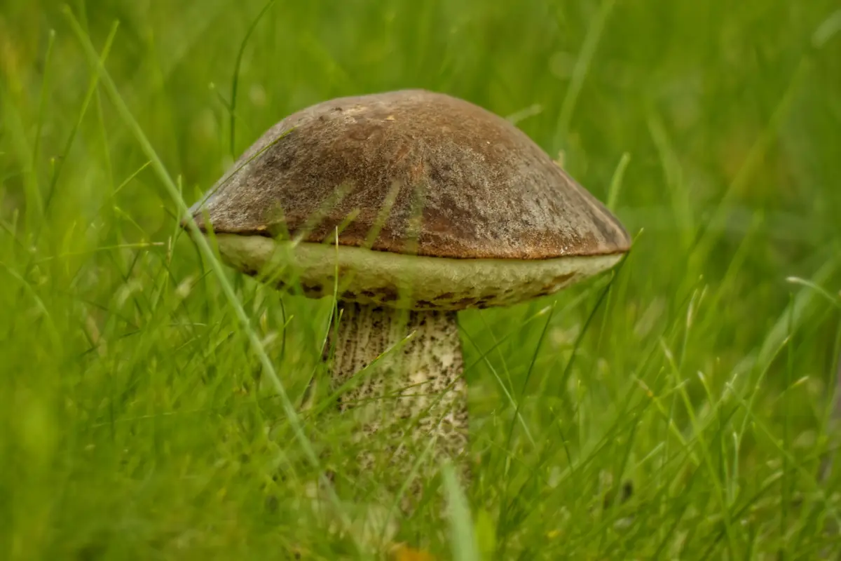 Lecture on Mushrooms — Vimmerby bibliotek, Vimmerby