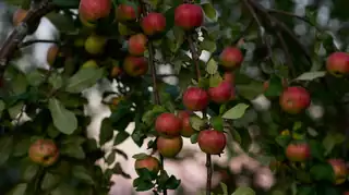 Дегустация ледяного сидра Brännland Iscider