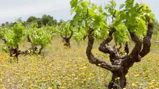 Discover Priorat!