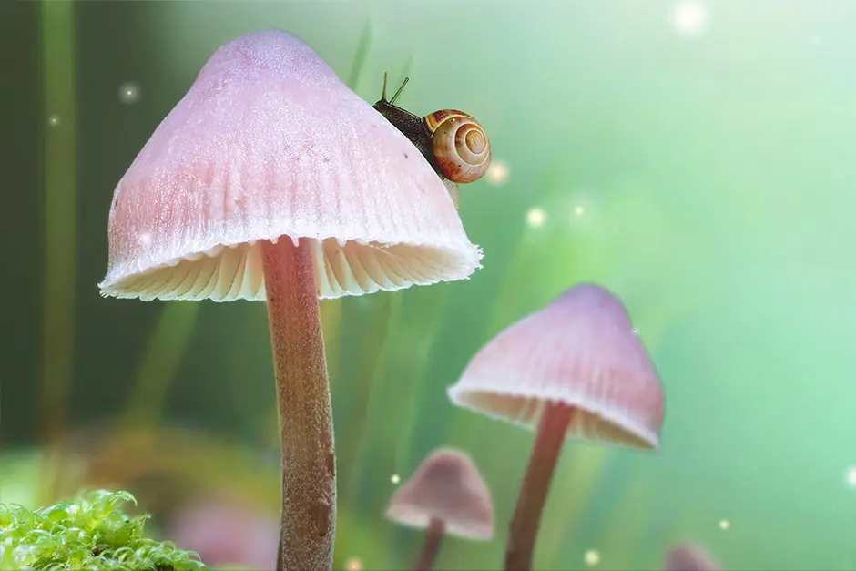 Cosmonova: Fungi — Swedish Museum of Natural History, Stockholm