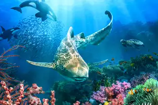 Ocean Dreams